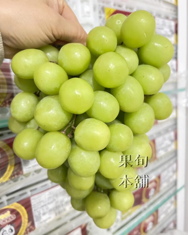 祕魯秋脆・巨大果實/600g