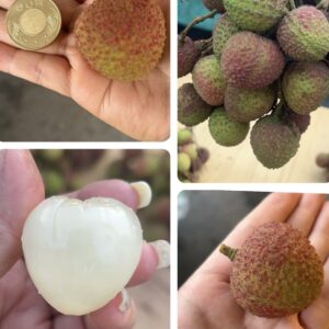 屏東大樹玉荷包/3斤