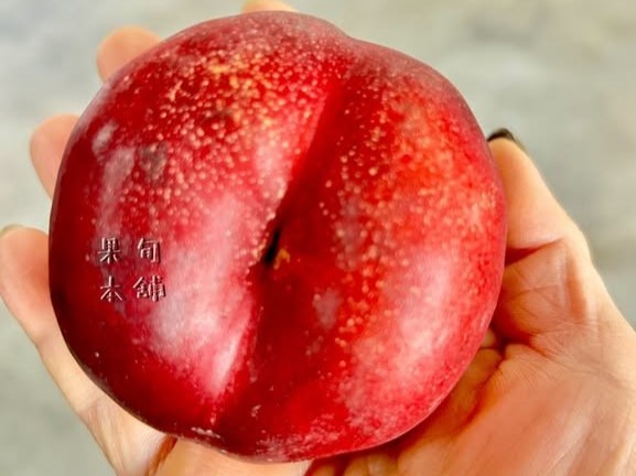 智利小耳朵蟠桃
