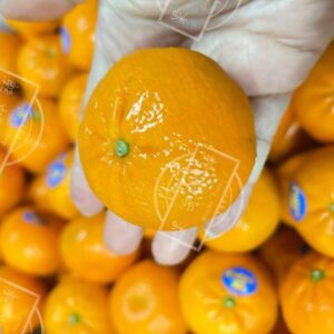 美國砂糖橘 12顆/盒
