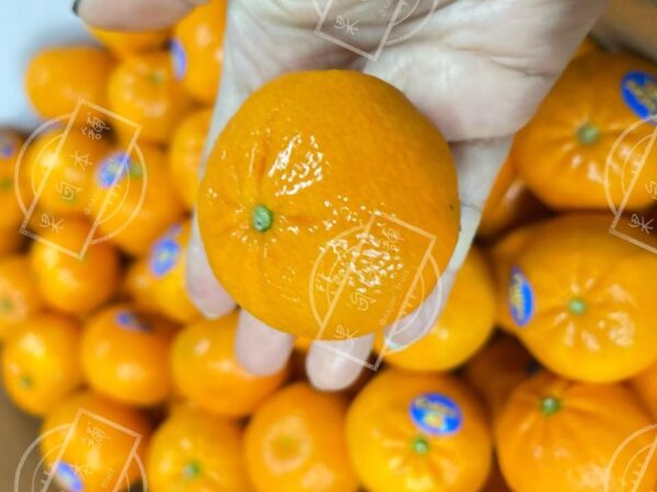 美國砂糖橘 12顆/盒