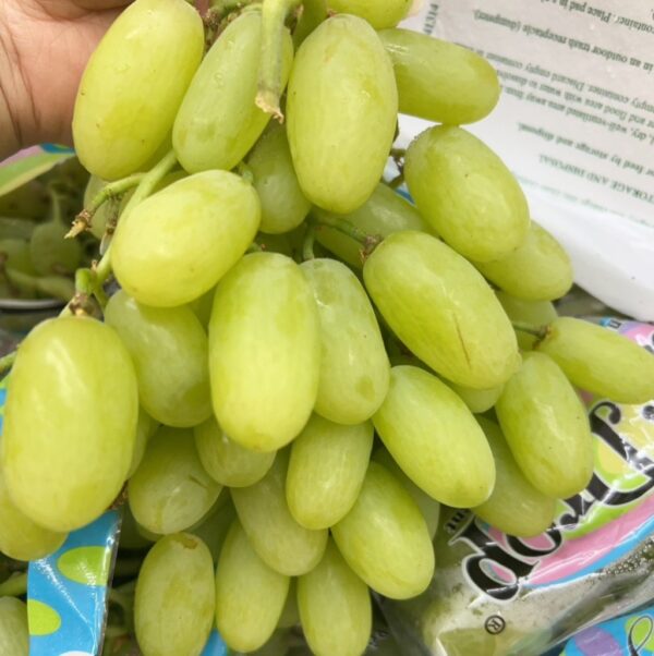 美國糖水綠無籽葡萄