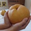 甘露梨