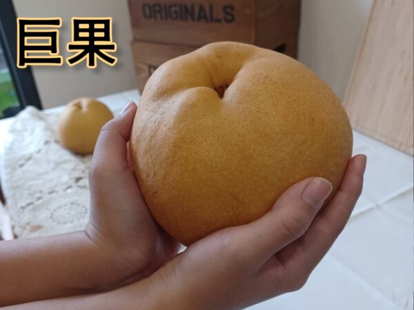 甘露梨