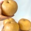 甘露梨
