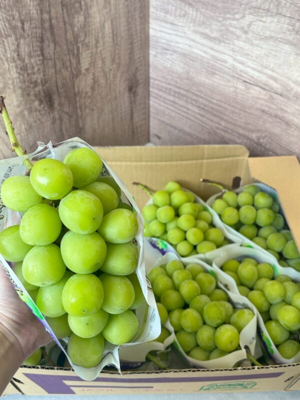 日本山梨麝香葡萄 610-640g