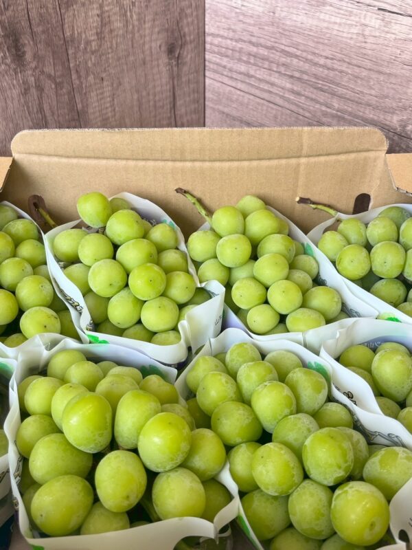 日本山梨麝香葡萄 610-640g