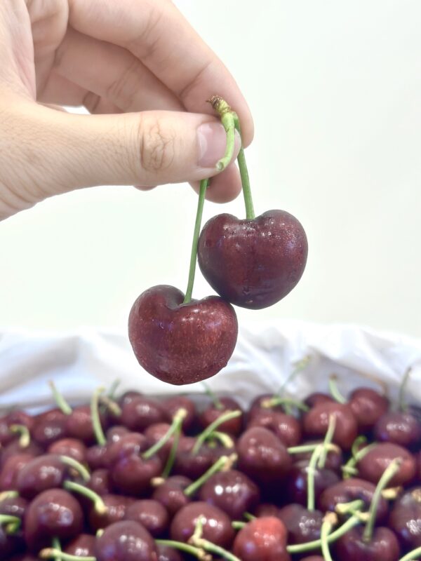 美國華盛頓紅櫻桃禮盒