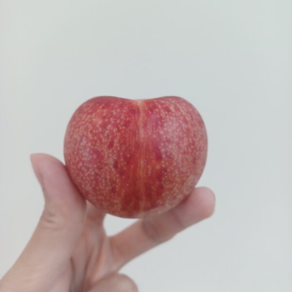 恐龍蛋