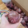 加州鳳凰李 5顆/盒