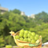 長野麝香葡萄