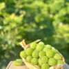 長野麝香葡萄