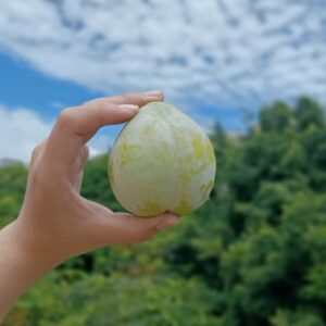 美國加州杏李