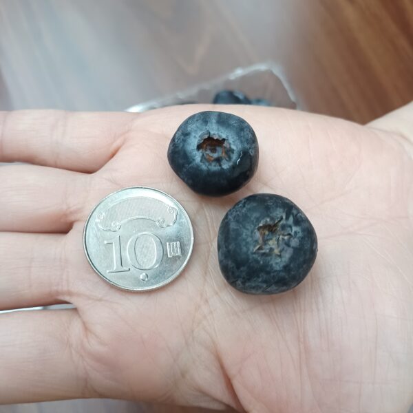 祕魯巨無霸藍莓